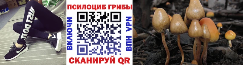 Галлюциногенные грибы Psilocybe где можно купить Саратов